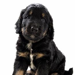 Psalm - Black phantom male Assorted Doodle Crosses puppy in Waco, Georgia from Huff Family Doxies & Doodles