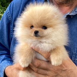 Chloe (Toy) - Orange female Pomeranian puppy in Citrus Heights, California from Yev and Marina's Pomeranians (AKC)