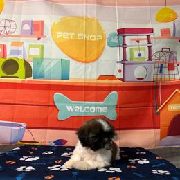 CKC Girl 2 - Brindle and white female Shih Tzu puppy in Houston, Texas from Paws n Claws