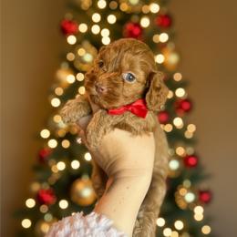 Rome - Red male Cockapoo puppy in 77304, Texas from Little Valley Puppies