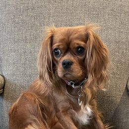 Bernedoodles, Cavapoos, Goldendoodles, and Schnoodles from Doodle Kin