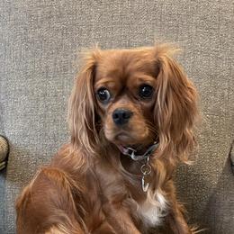Bernedoodles, Cavapoos, Goldendoodles, and Schnoodles from Doodle Kin