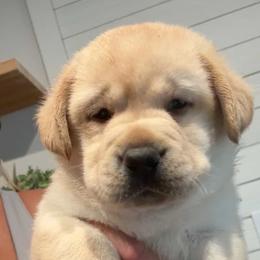 Apple - Yellow male Labrador Retriever puppy in Catawba, North Carolina from Raising Hope Labradors