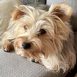 Cassie - Yorkshire Terrier