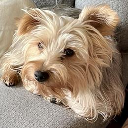 Cassie - Yorkshire Terrier