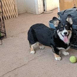 Pembroke Welsh Corgi Puppies from Rocking LJ Breeding