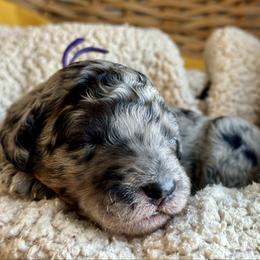 Purple - Merle female Goldendoodle puppy in Hesperia, Michigan from Red Acres Poodles & Doodles