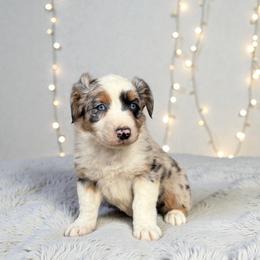 Riley Hikez - Blue merle male Australian Shepherd puppy in Statesville, North Carolina from Charming Australian Shepherds