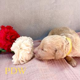 Yellow Collar Female - Cream female Goldendoodle puppy in Conway, South Carolina from Poodle Doodle World