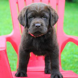 Labrador Retriever Puppies from Cove Labradors
