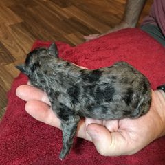 Boy 3 - Mudi puppy in Raeford, North Carolina from Wodan Kennels