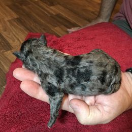 Boy 3 - Mudi puppy in Raeford, North Carolina from Wodan Kennels