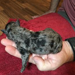 Boy 3 - Mudi puppy in Raeford, North Carolina from Wodan Kennels