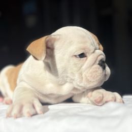 Bulldog Puppies from Anthony Manor Bulldogs