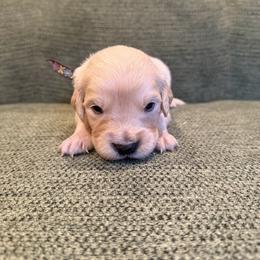 Female puppy pick 1 - Light golden female Golden Retriever puppy in Colville, Washington from Columbia Ridge Goldens