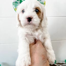 Cavapoo Puppies from Ruby's Cavapoos
