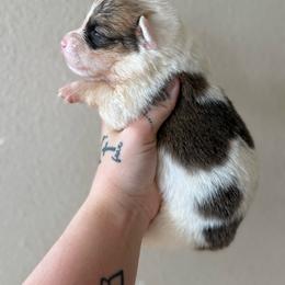 Zion - Sable male Pembroke Welsh Corgi puppy in Aberdeen, Washington from Coastal country Farms