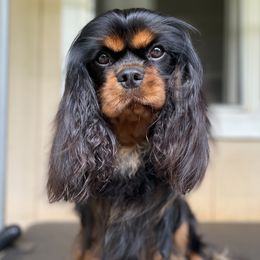 Kila - Cavalier King Charles Spaniel