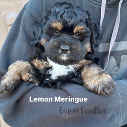Lemon Meringue - Tri-color male Bernedoodle puppy in Herriman, Utah from Gypsi Doodles & Poodles LLC.