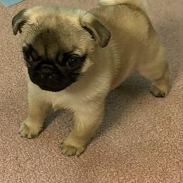Yellow - Fawn male Pug puppy in Altoona, Pennsylvania from Ivyside Pugs