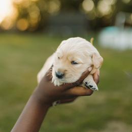 Goldendoodle and Golden Retriever Puppies from Front Porch Goldens