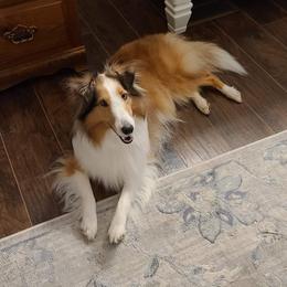 Kyrie - Shetland Sheepdog