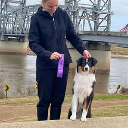 Rip - Black tri male Miniature American Shepherd puppy in New Mexico from Von Südwest German Shepherds and Mosaic Mini American Shepherds