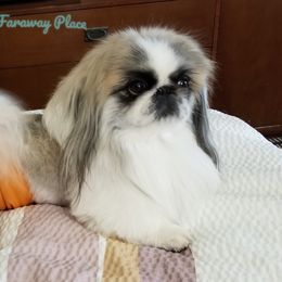 Wiley - Pekingese