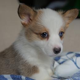Girl 1 - female Pembroke Welsh Corgi puppy in Vanzant, Missouri from Archer's Corgis
