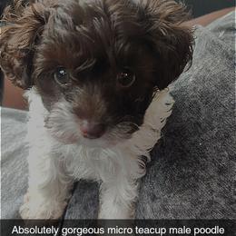 Theodore - Parti male Poodle puppy in Winter Haven, Florida from Polk County Peekapoos