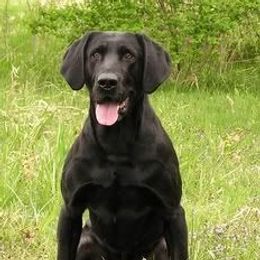 Labrador Retriever All Grown Up from Justice Retrievers