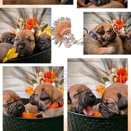 Girl 3 - Red female Boerboel puppy in Pennsylvania from Cold River Boerboels