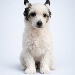 Queenie - Sable female Chinese Crested puppy in Destin, Florida from Fairy Tale Cresteds