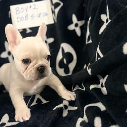 Cream Boy 2 - Cream male French Bulldog puppy in Denison, Texas from Lovemyfrenchies – Stoddard Frenchbulldog's