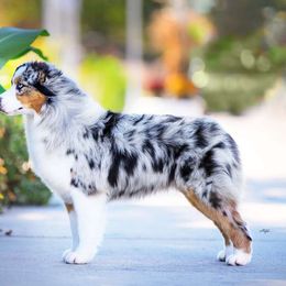 Riverlook Get Your Shine On FDC CGCA CGCA - Australian Shepherd