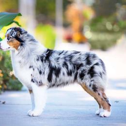 Riverlook Get Your Shine On FDC CGCA CGCA - Australian Shepherd