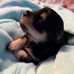 Talla - Black and silver female Miniature Schnauzer puppy in Daisetta, Texas from Winfree’s Schnauzers