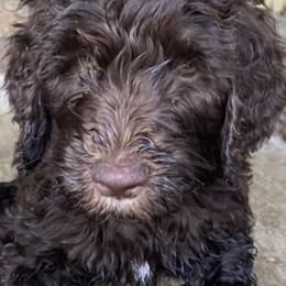 Goldendoodles from SC Puppies