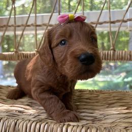 Marina - Red  female Goldendoodle puppy in Camden, North Carolina from Oopsie Doodles of NC