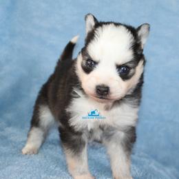 Oreo - Black and white female Pomsky puppy in Stockton, Utah from Mischa Nelson
