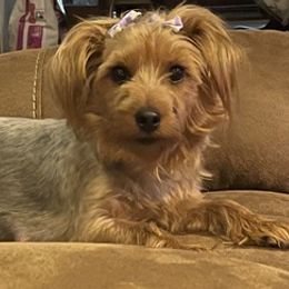 Boston Terriers and Yorkshire Terriers from Bennett Farm