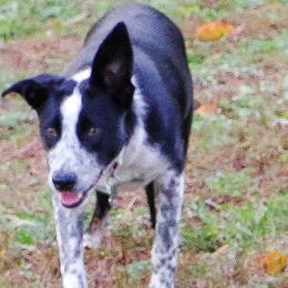 Border Collies from MABorderCollies