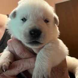 Orange collar boy - White male Berger Blanc Suisse puppy in Millville, New Jersey from Hollybrook White Shepherds