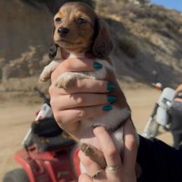 Nunu - Dapple female Dachshund puppy in Moreno Valley, California from rdachshunds