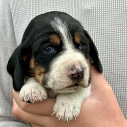 Female 1 - Black brown and white female Basset Hound puppy in Lindley, New York from Hill Top Basset Hounds & Cane Corso