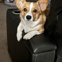 Pembroke Welsh Corgi Puppies from Jersey Shore Corgis