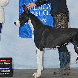 Great Danes from Beehive Great Danes
