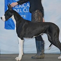 Great Danes from Beehive Great Danes