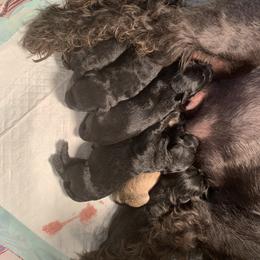 Miniature Schnauzer Puppies from Circle R Ranch