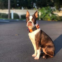 Boston Terriers from Jamie's Boston Terrier Babies